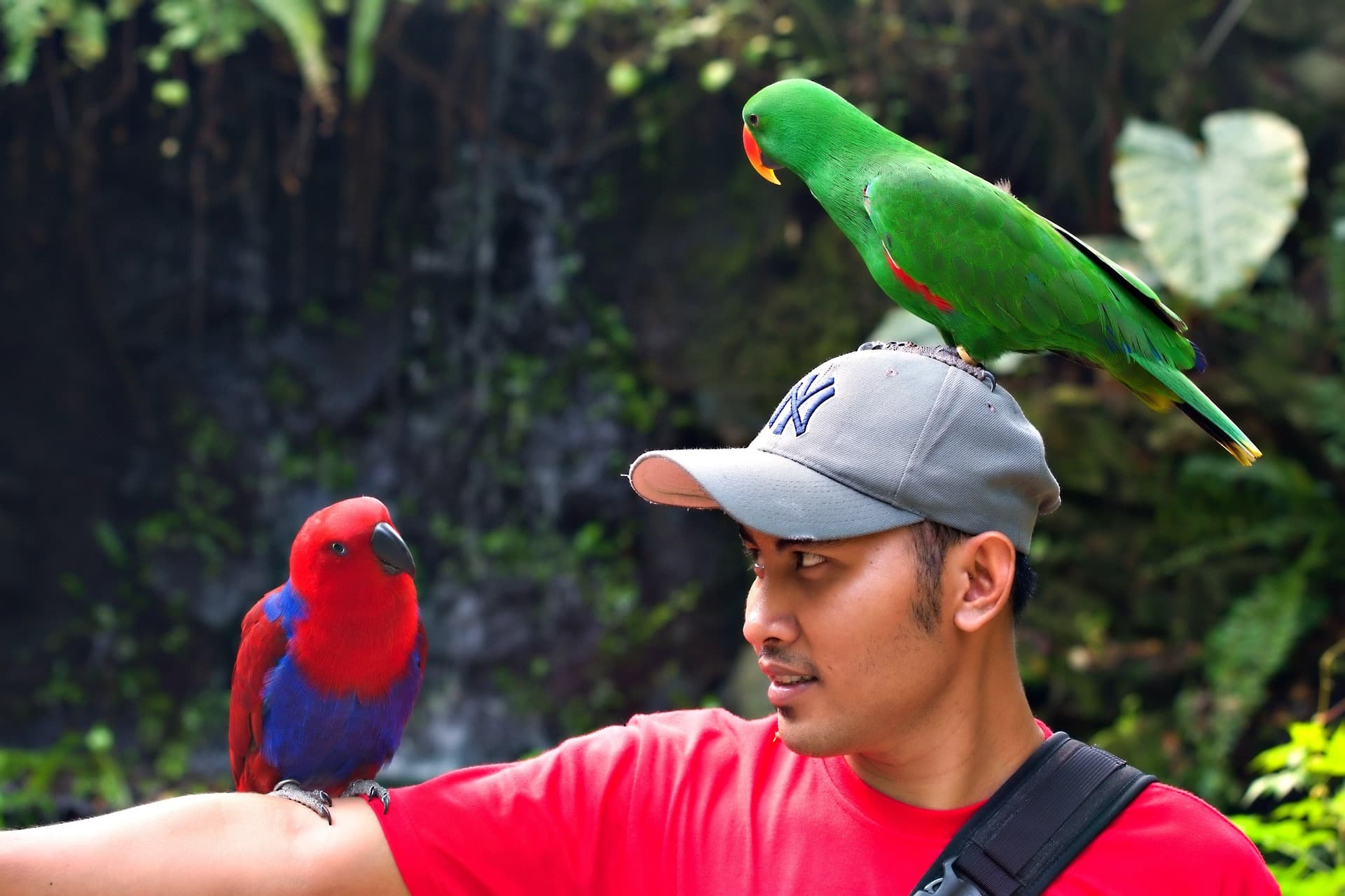 Person with parrot